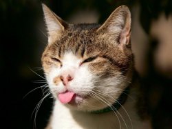 cat tongue Meme Template