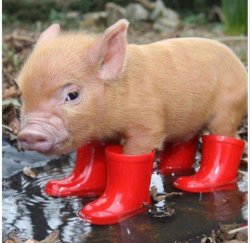 Little piggy in red boots Meme Template