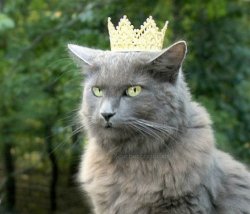 Cat with crown Meme Template