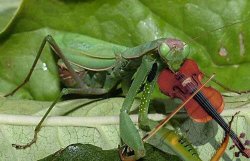 mantis with violin Meme Template