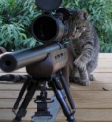 Sniper Cat Meme Template