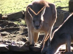 hey you roo Meme Template