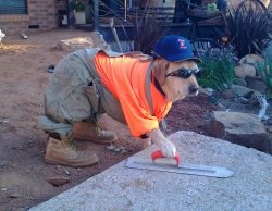 Construction dog Meme Template