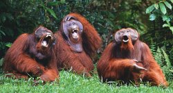 Laughing Orangutans Meme Template