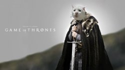 Game of thrones serious cat Meme Template