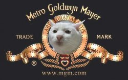 Serious Cat MGM Meme Template