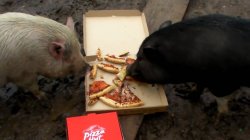 Pizza pigs Meme Template