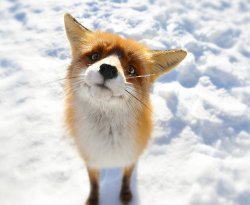 adorable fox Meme Template
