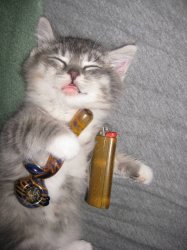 Stoned Kitten Meme Template