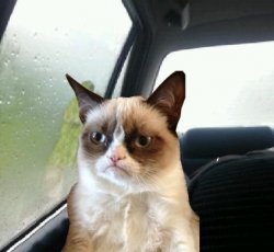 Introspective Grumpy Cat Meme Template