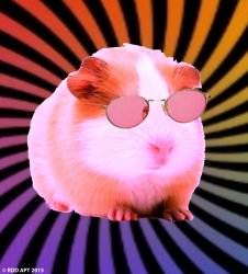 Swaggy the guinea pig Meme Template