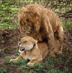 Lions having sex Meme Template