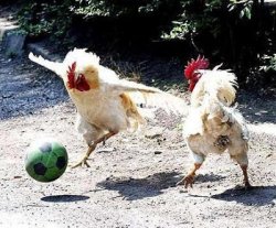 Cock Soccer  Meme Template