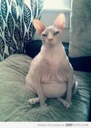 shaved pussy Meme Template