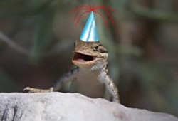 Lizard Meme Template