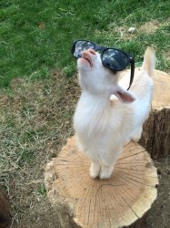 Goat cant see the haters Meme Template