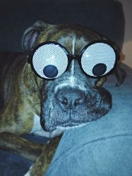 georgetheboxerdog Meme Template