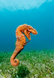 dino seahorse Meme Template