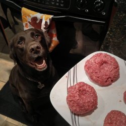 Chuckie the Chocolate Lab  Meme Template