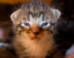 ~AngryKitten~ Meme Template