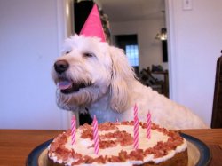 Dogs birthday Meme Template