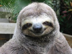 Happy Smug Sloth Meme Template