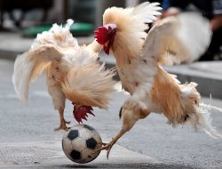 Cock Soccer Meme Template