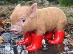 Pig In Boots Meme Template