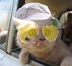 Fear-And-Loathing-Cat Meme Template