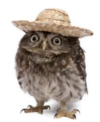 sombrero owl Meme Template
