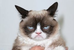 Super Grumpy Cat Meme Template