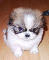 Angry puppy Meme Template