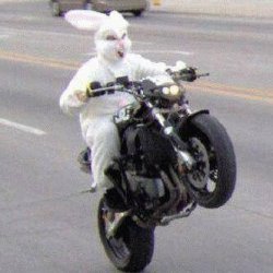 Funny bunny motorcycle wheelie Meme Template