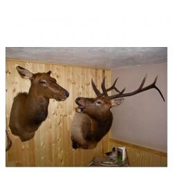 Deers Couple Meme Template