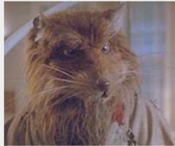 Master splinter Meme Template