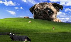 Pug Windows hill Meme Template