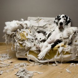 Dog Destroys Couch Meme Template