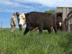 Unloading cattle  Meme Template