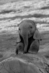 Baby Elephants are sad Meme Template