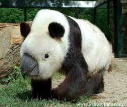Panda beak Meme Template