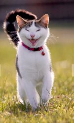Happy cat  Meme Template