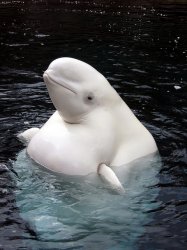 Beluga fat Meme Template