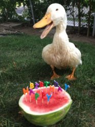 Happy Ducking Birthday! Meme Template