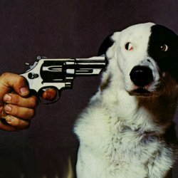 Dog at gunpoint Meme Template