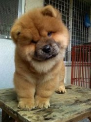 Chow Chow Meme Template