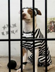 Dog In Prison Meme Template