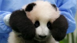 Cute Panda Meme Template