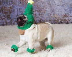 Christmas Pug Meme Template