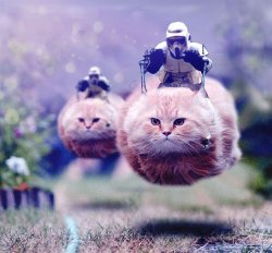 Scout Trooper 74-Z Catspeeder Meme Template
