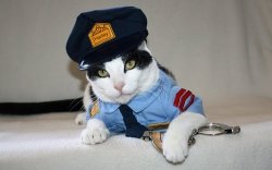 police cat Meme Template